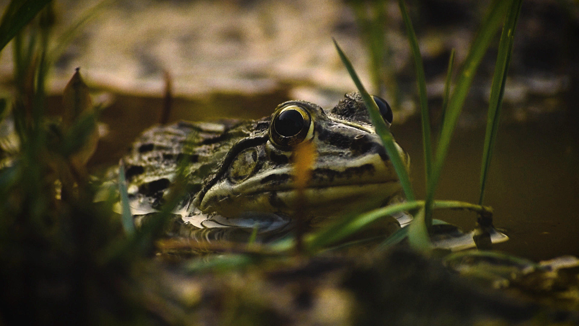 Croaking Frogs — still