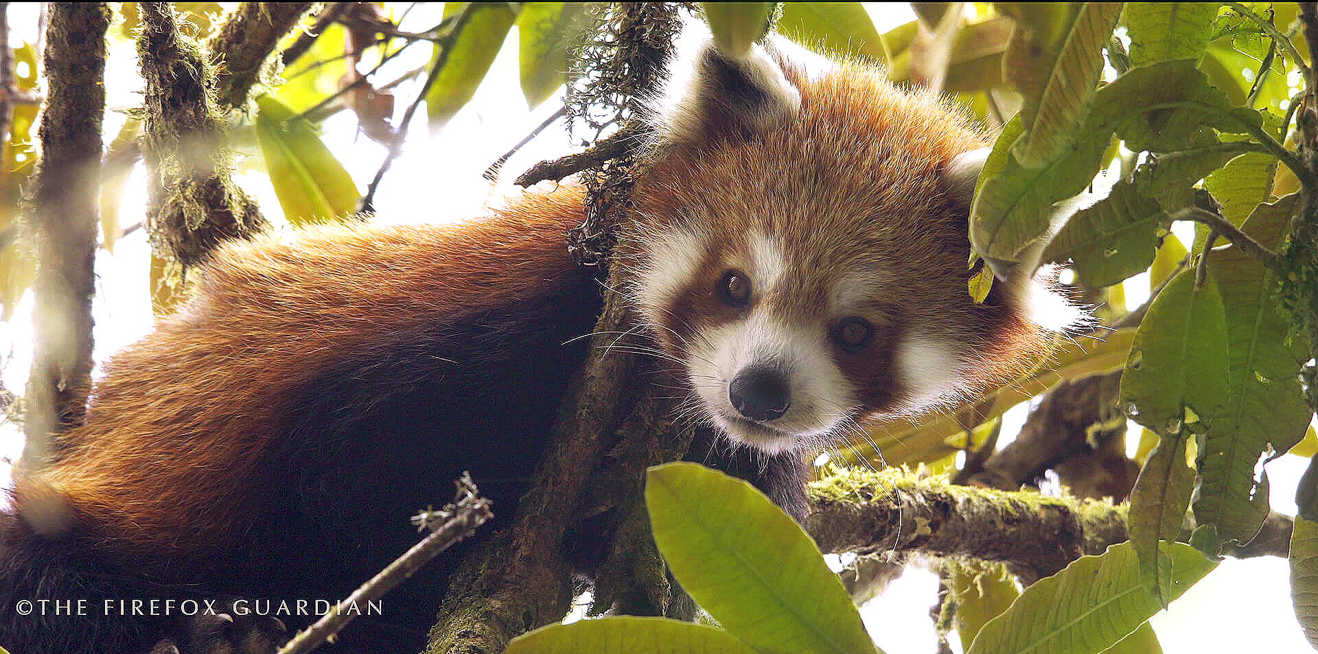 The Firefox Guardian — still
