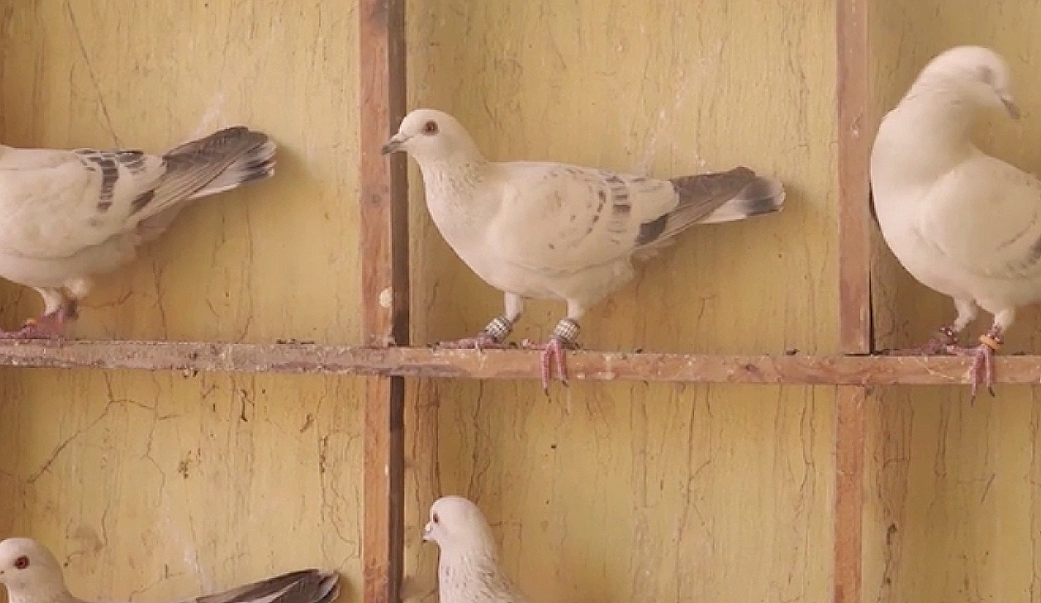 Kabootarbaaz (Pigeon Racer) — still