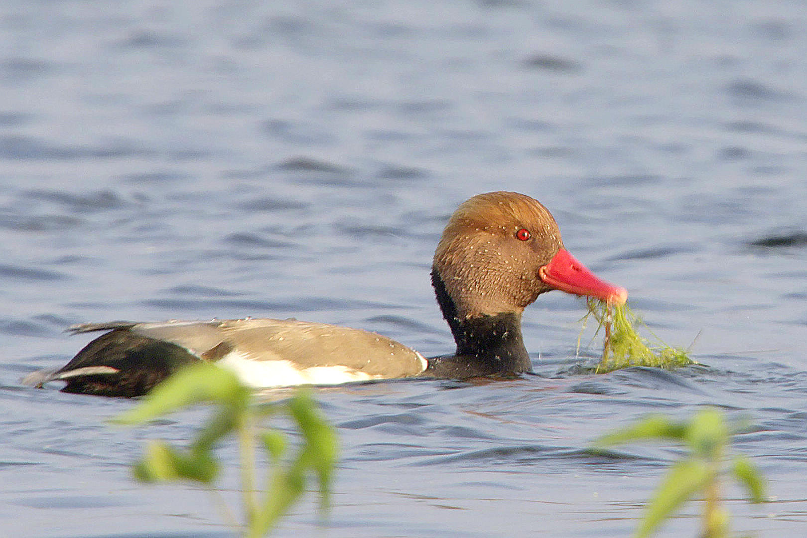 Wings & Wetlands – A Story Of Migrations — still